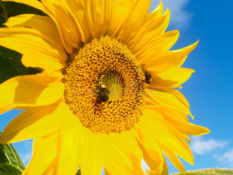 Large yellow sunflower with bumble bees pollen gathering.