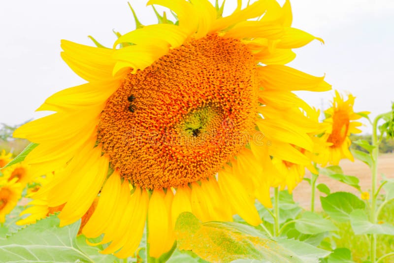 Large yellow sunflower fields and bright sunshine stock photography Large yellow sunflower fields and bright sunshine stock photography