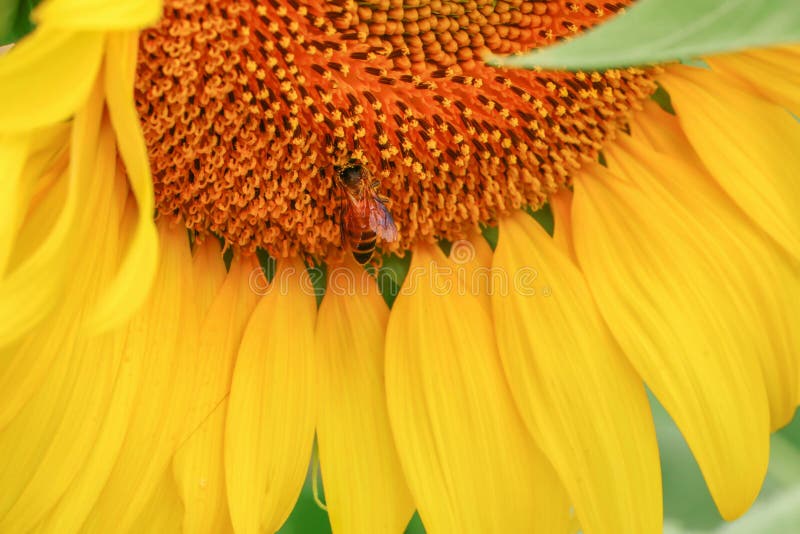 Large yellow sunflower fields and bright sunshine royalty free stock photography Large yellow sunflower fields and bright sunshine royalty free stock photography