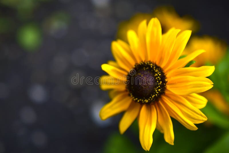 Large Yellow Sunflower Flowers in Summer in the Greenery Stock Photo