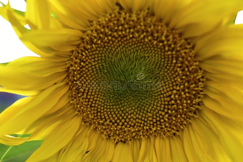 Large Yellow Sunflower Flowers in Summer in the Greenery Stock Photo