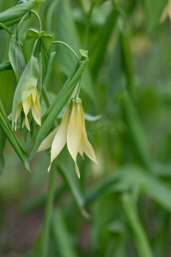 Largefloough belwornbsp uvularia grandiflora var. παλλίδα ανοικτά κίτρινα άνθη στοκ φωτογραφία