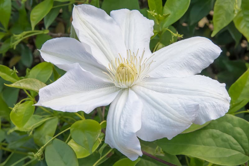Largeflowerednbsp clematis patens μαντάμ le coultresquo λευκό λουλούδι στοκ εικόνες
