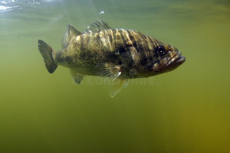 Largemouth bas- fisk royaltyfri fotografi