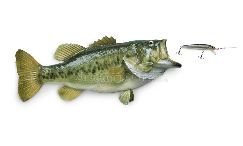 Largemouth bas som jagar drag på white arkivbild
