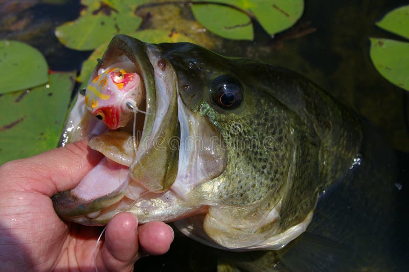 229 Frog Lure Stock Photos - Free & Royalty-Free Stock Photos from  Dreamstime