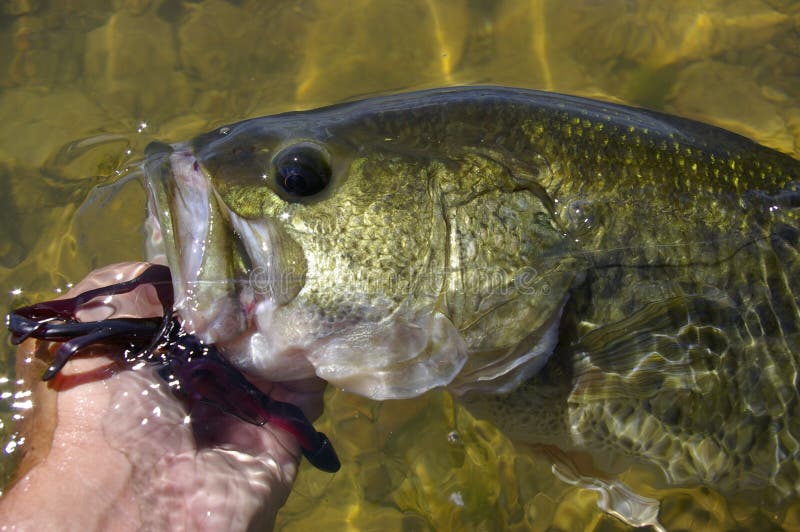 Large Mouth Bass Fishing Lure