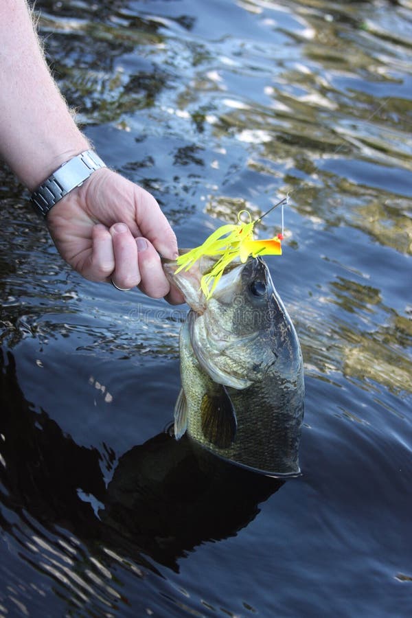 Largemouth Bass with Black Spinnerbait Closeup Stock Image - Image of  catch, spinner: 195622909