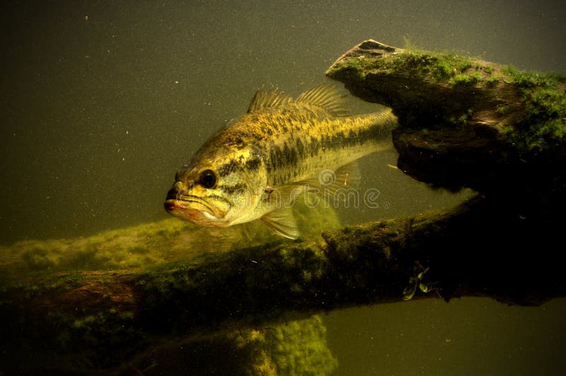 Largemouth bass fish in lake stock photo Largemouth bass fish in lake stock photo