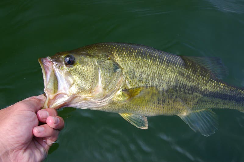 Largemouth Bass Fishing