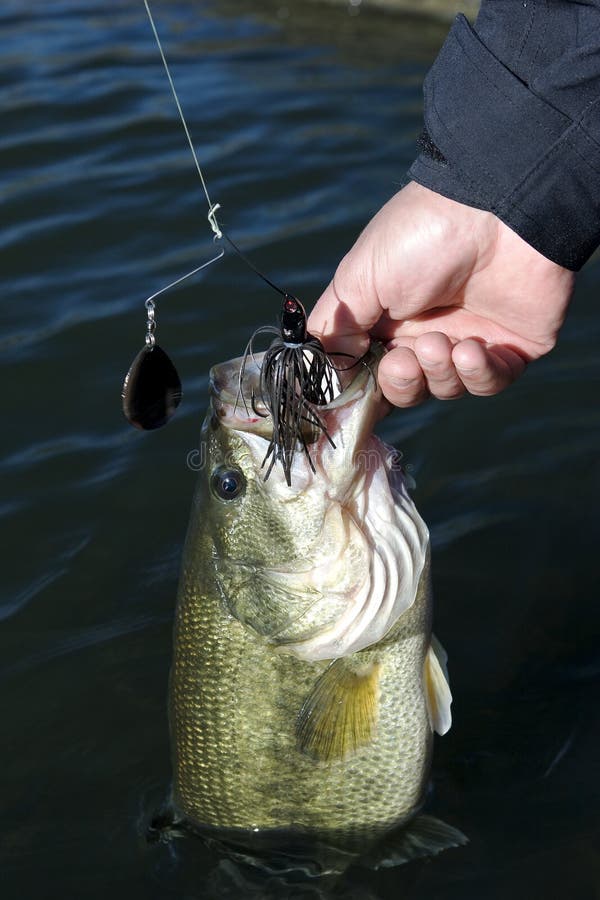 A fisherman lifts a largemouth bass just caught on a black single-blade spinnerbait out of the water on a lake or reservoir. A fisherman lifts a largemouth bass just caught on a black single-blade spinnerbait out of the water on a lake or reservoir.