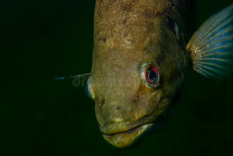 Close-up Shot of a Wild Largemouth Bass Swimming in a Michigan Inland Lake.  Micropterus Salmoides Stock Photo - Image of lips, living: 268381830
