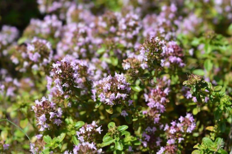 wild thyme group wild thyme group
