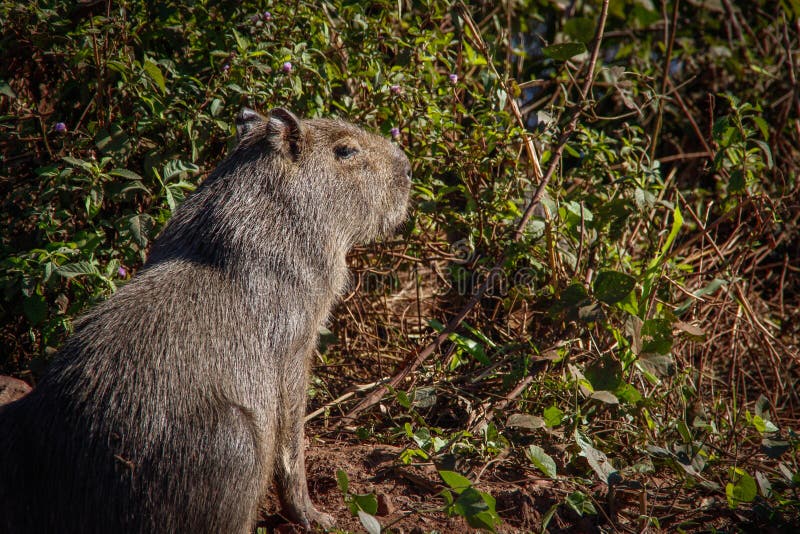 The Largest and Friendliest Rodent in the World is Capybara. they are Found  in Latin America. Wildlife of Brazil Stock Image - Image of brown,  brasilia: 163481441