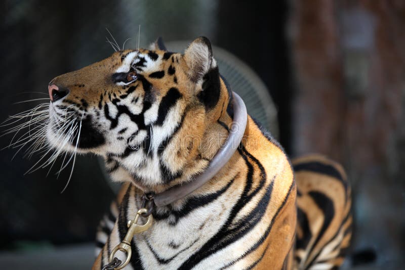 Largest representative of the family cat - a tiger, Thailand