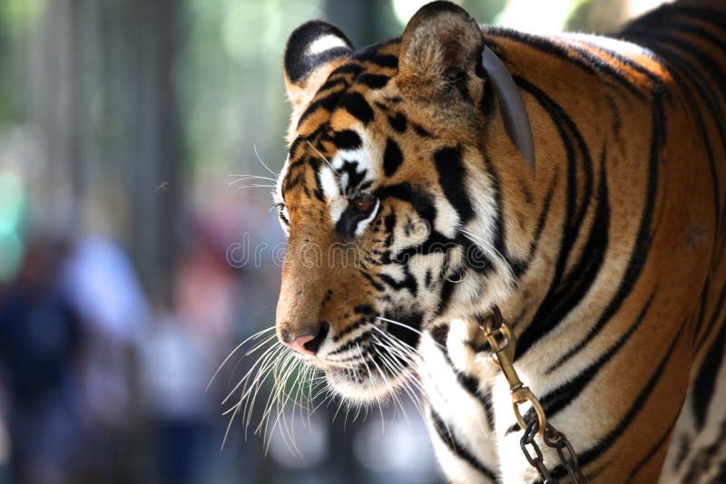 Largest representative of the family cat - a tiger, Thailand