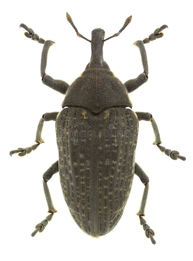 Larinus latus, a weevil used for biological control against Onopordum weed ...