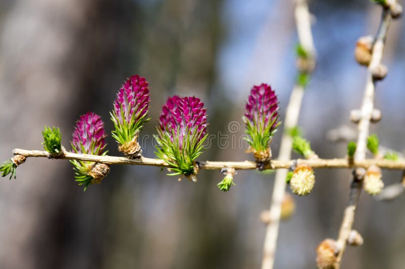 Larix decidua in bloom, early spring, purple cones on branches