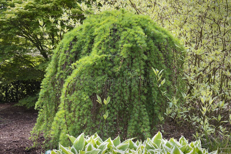 Larix kaempferi oder japanischer Lärchenbaum in einem lanscaped Gartenesprit