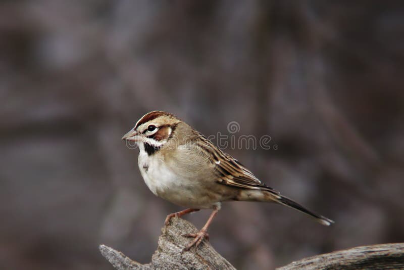 Lark Sparrow, Chondestes grammacus, perched on a log