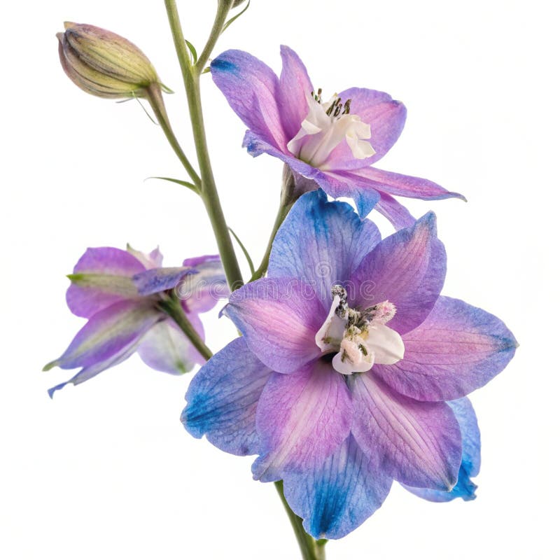Larkspur-blomman isolerad på vit bakgrund vektor illustrationer