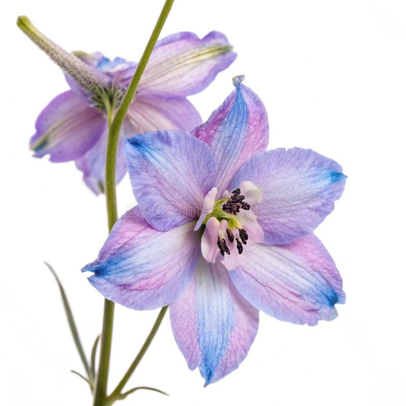Larkspur-blomman isolerad på vit bakgrund vektor illustrationer
