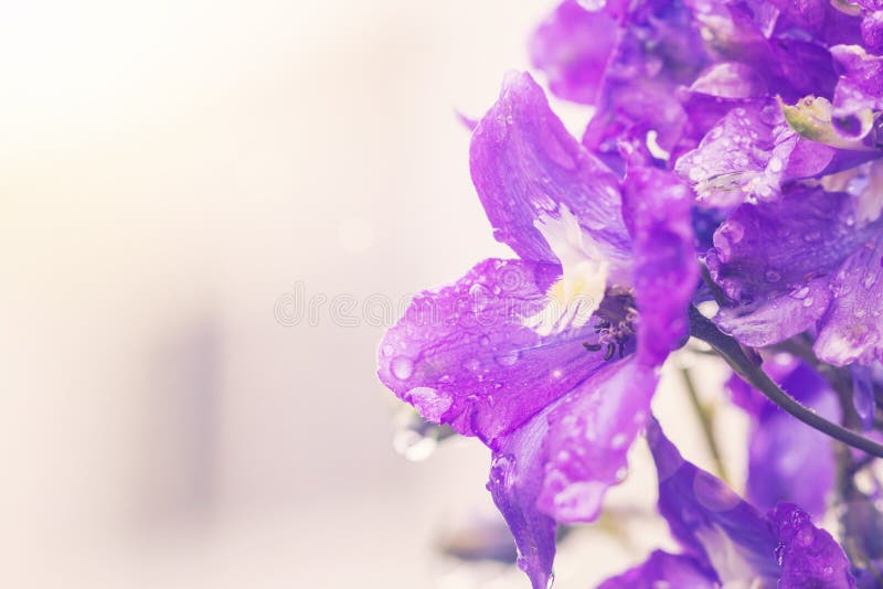Larkspur kwiaty, Delphinium elatum fotografia royalty free Larkspur kwiaty, Delphinium elatum fotografia royalty free