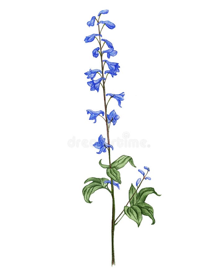 Larkspurblomma, med färgade pennor royaltyfri illustrationer
