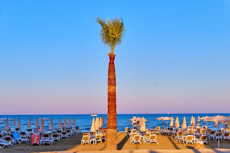 Larnaka, Cyprus - 8 August 2018: Palm trees in Cyprus Larnaca on