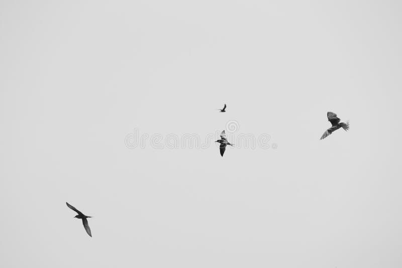 Larus argentatus Vögel am Himmel Schwarzweißfoto