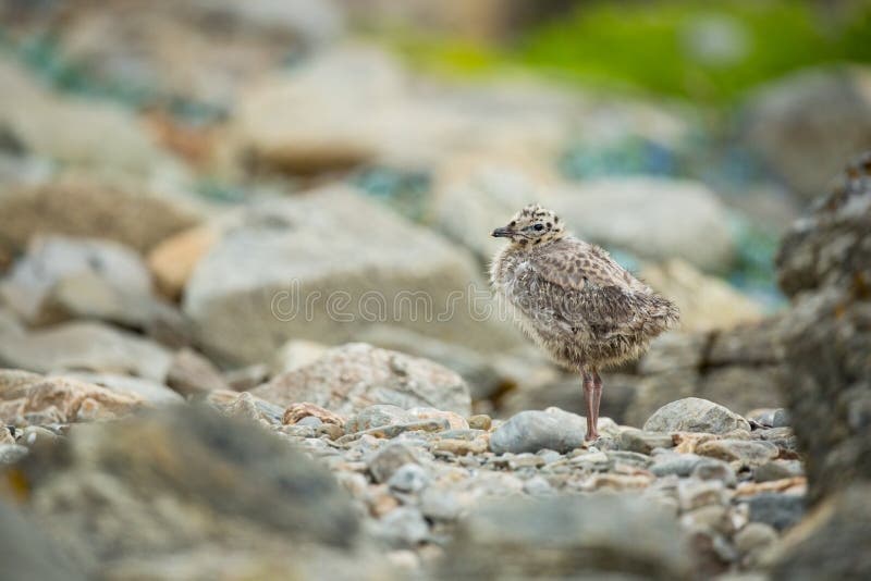 Larus canus. Norway`s wildlife. Beautiful picture. From the life of birds. Free nature. Runde Island in Norway. Scandinavian wildl stock photos Larus canus. Norway`s wildlife. Beautiful picture. From the life of birds. Free nature. Runde Island in Norway. Scandinavian wildl stock photos