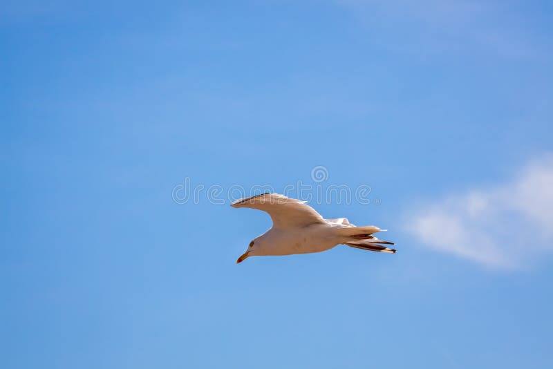 Larus de mare comun în zbor împotriva unui cer albastru