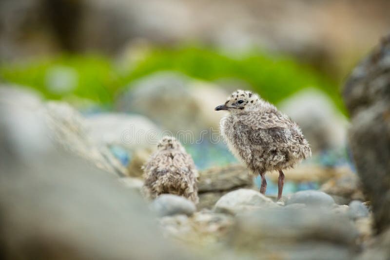 Laruscanus Norge djurliv h?rlig bild Fr?n livet av f?glar fri natur Runde ? i Norge Skandinavisk wildl fotografering för bildbyråer Laruscanus Norge djurliv h?rlig bild Fr?n livet av f?glar fri natur Runde ? i Norge Skandinavisk wildl fotografering för bildbyråer