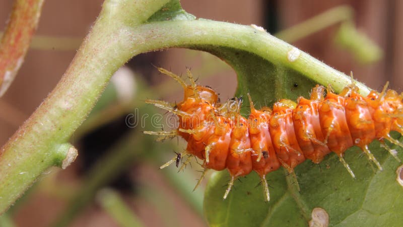 Larv för golffritillary eller för passionfjäril (Agraulis vanillae) royaltyfria bilder Larv för golffritillary eller för passionfjäril (Agraulis vanillae) royaltyfria bilder