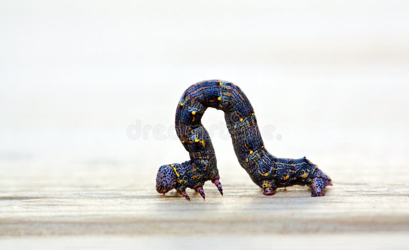 Purple larva taken with macro lens