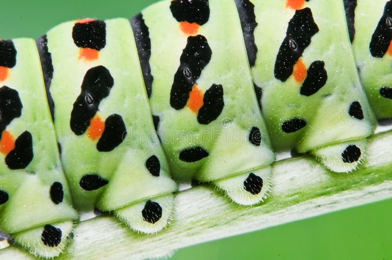 Green larva legs close up