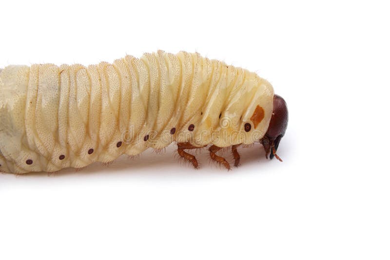 Larva on white background isolated macro close-up photo