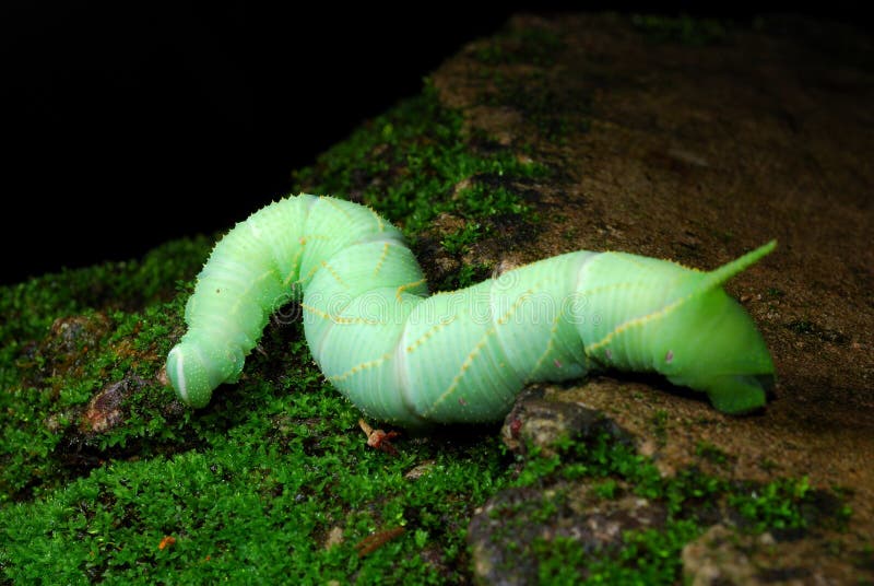 Larva fotografia stock Larva fotografia stock