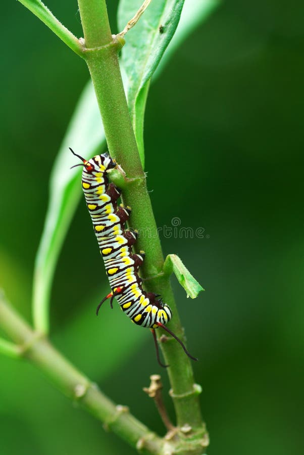 A larva is working hard for its metamorphosis to become a beautiful butterfly. Taken in wetland park of HK. A larva is working hard for its metamorphosis to become a beautiful butterfly. Taken in wetland park of HK