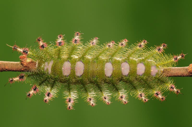 Larva on twig/having rest. Larva on twig/having rest