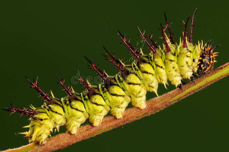 Larva on twig/having rest. Larva on twig/having rest