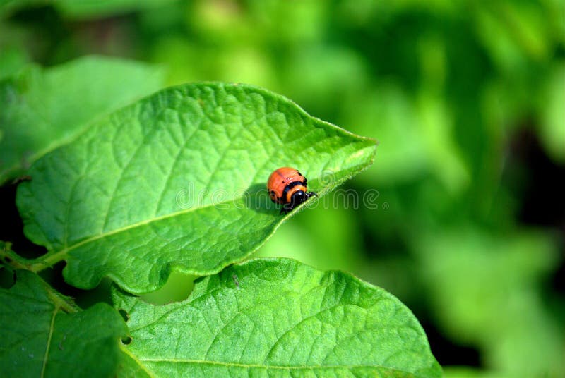 The larva of the Colorado potato beetle sits on a green branch of a potato. stock image The larva of the Colorado potato beetle sits on a green branch of a potato. stock image