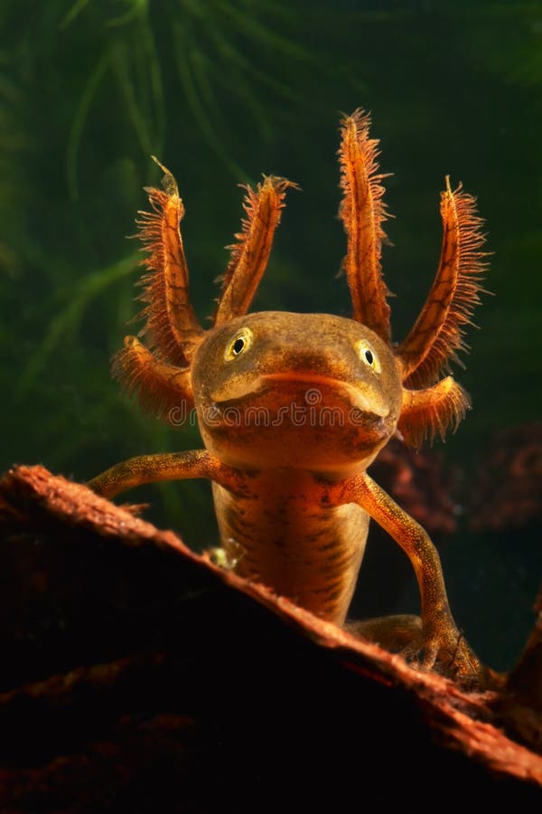 Portrait of a larva of the crested newt triturus cristatus this water salamander lives in european fishless ponds they are endangered species and need protection the larvae have huge external gills to breath under water in this portrait the sun shines through the semi transparent animal macro portrait with lots of copy space. Portrait of a larva of the crested newt triturus cristatus this water salamander lives in european fishless ponds they are endangered species and need protection the larvae have huge external gills to breath under water in this portrait the sun shines through the semi transparent animal macro portrait with lots of copy space