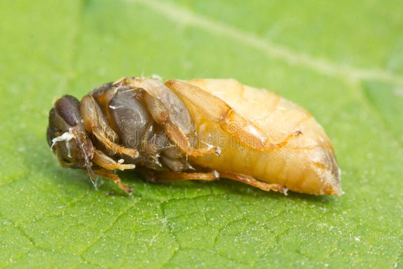 Larva de la reina de la abeja foto de archivo libre de regalías Larva de la reina de la abeja foto de archivo libre de regalías