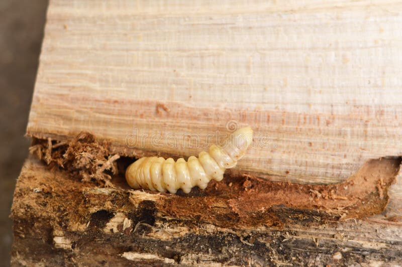 Larva del escarabajo longhorned Le?ador dirigido ronda grande del perforador fotos de archivo libres de regalías Larva del escarabajo longhorned Le?ador dirigido ronda grande del perforador fotos de archivo libres de regalías
