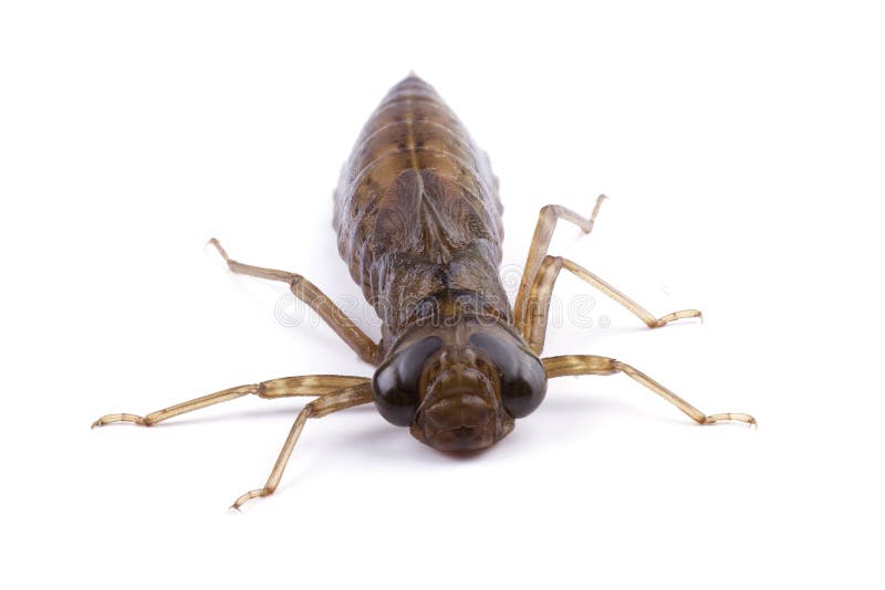 Larva della libellula isolata su bianco fotografia stock libera da diritti Larva della libellula isolata su bianco fotografia stock libera da diritti