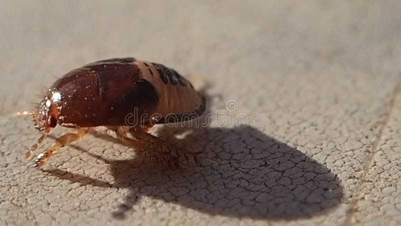 Larva do erro de Brown que sae do quadro