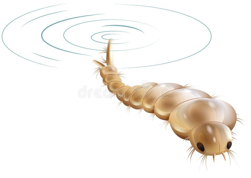 Larva do mosquito ilustração royalty free Larva do mosquito ilustração royalty free