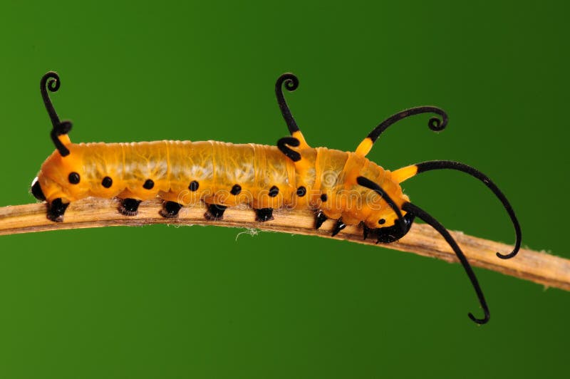 The larva is orange with black feet. The larva is orange with black feet