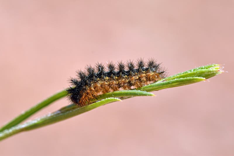 The larva of Freyer`s fritillary butterfly , Melitaea arduinna